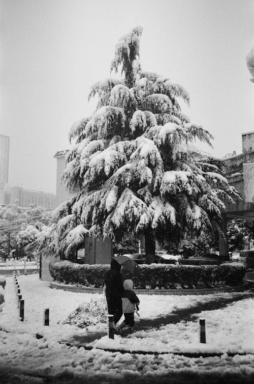 Fotos de stock gratuitas de acera, aceras, árbol