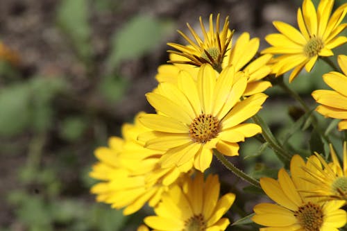 Kostenloses Stock Foto zu blumen, nahansicht, natur