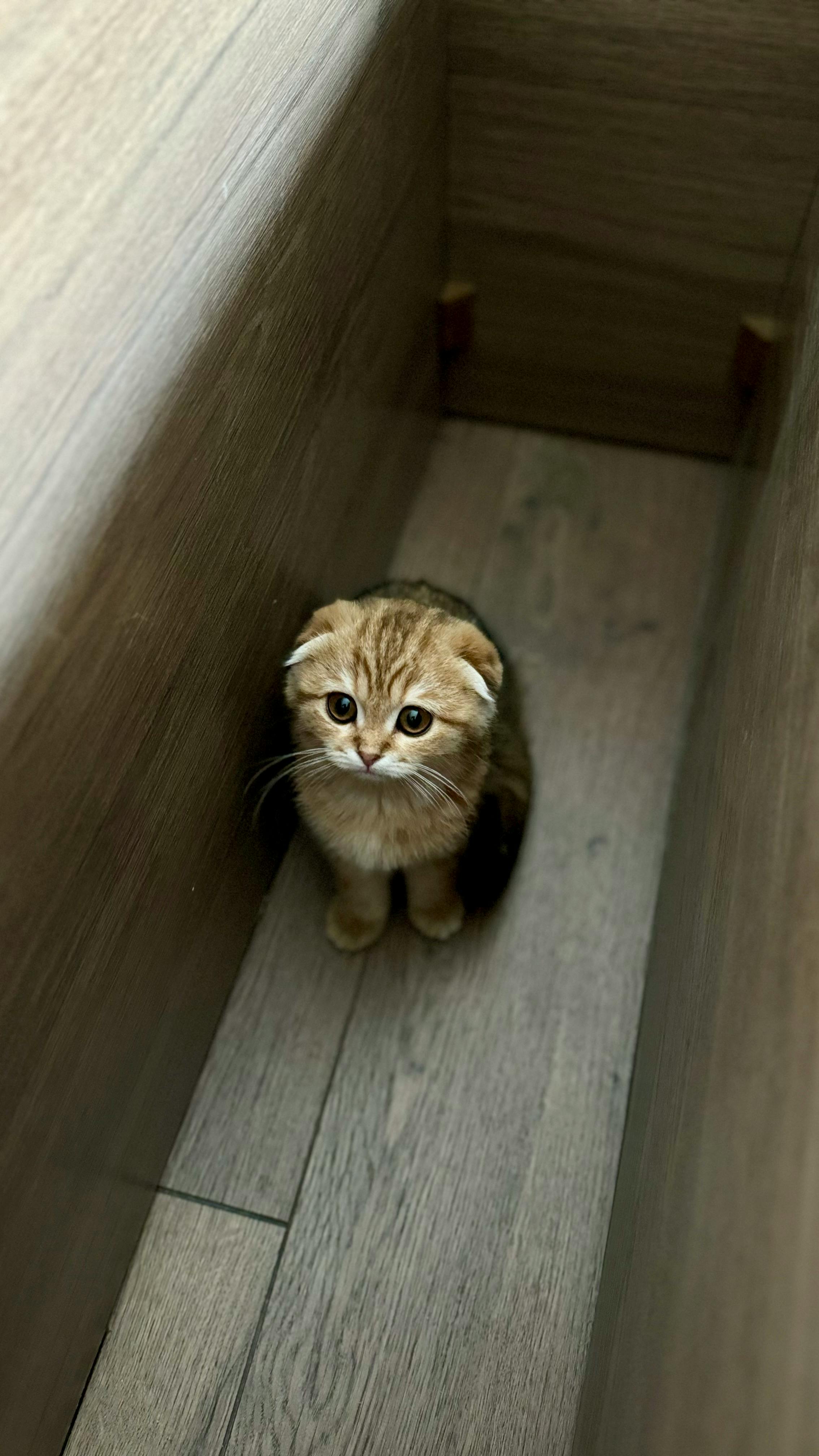 Cute kitten with folded ears sitting in a narrow wooden space.