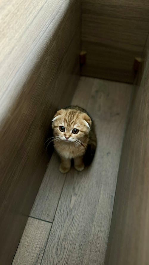 A small cat is sitting in a wooden box