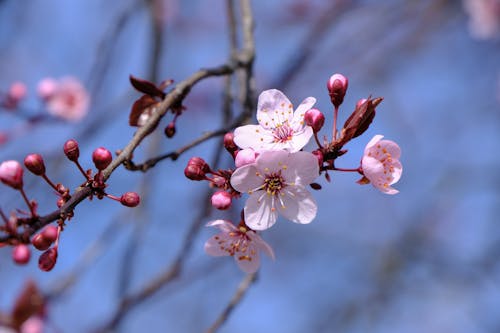 primavera的, woodlet, 冬季 的 免费素材图片