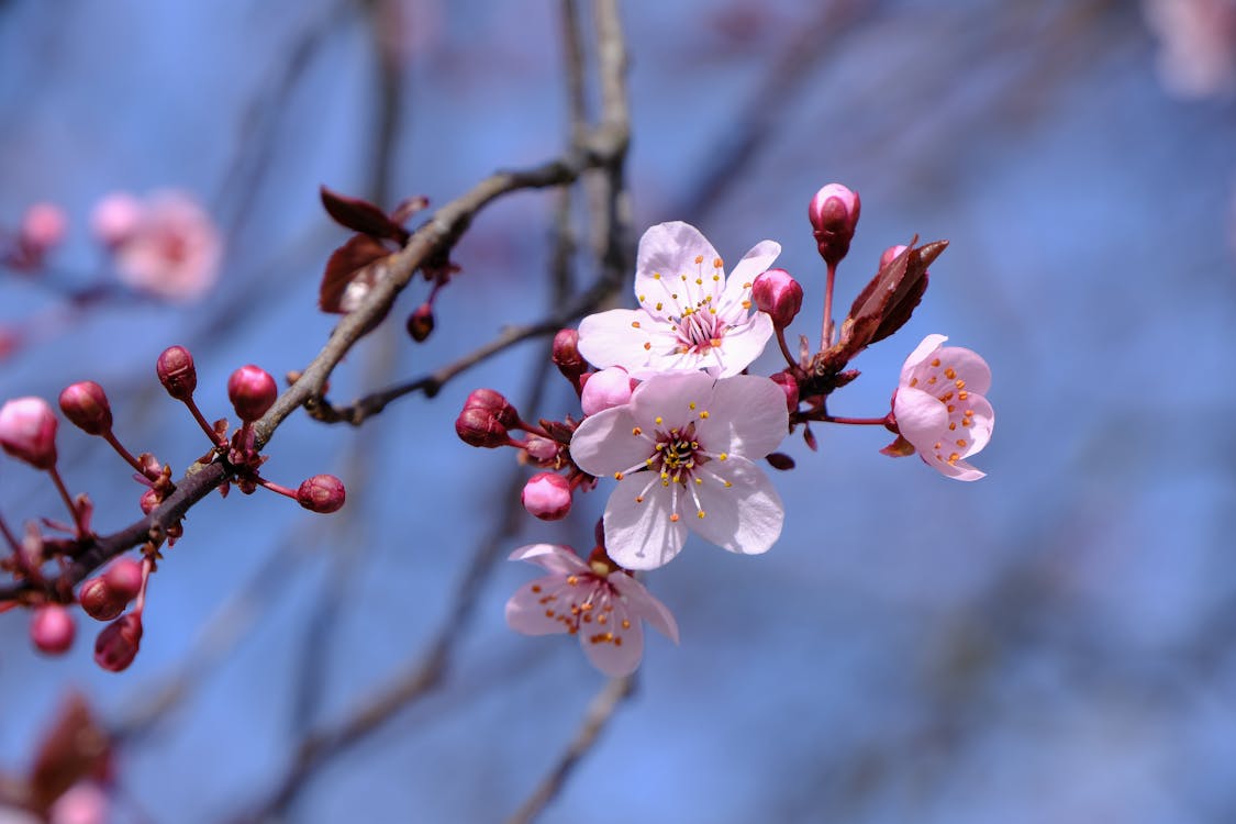 Fotobanka s bezplatnými fotkami na tému jar, kvety ovocných stromov, lupene