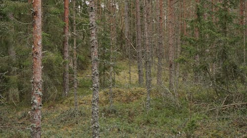 Foto profissional grátis de árvores, floresta, madeira