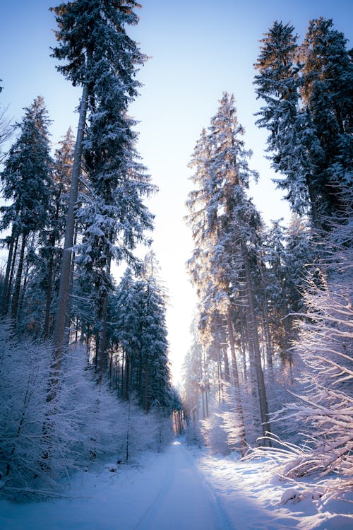 Foto d'estoc gratuïta de bosc, carretera, hivern