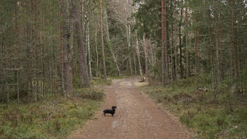 Kostnadsfri bild av djup, djur, grusväg