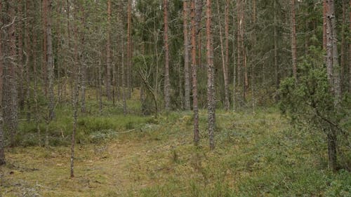 フローラ, 暗い, 木の無料の写真素材