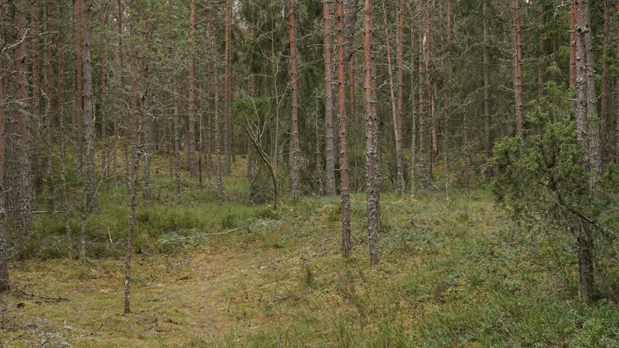 Ingyenes stockfotó borongós, erdő, fák témában