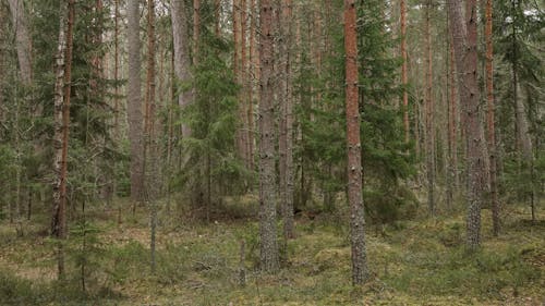 Gratis lagerfoto af grøn, landskab, miljø