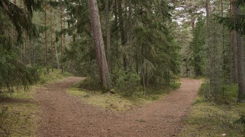 Gratis arkivbilde med natur, skog, sti