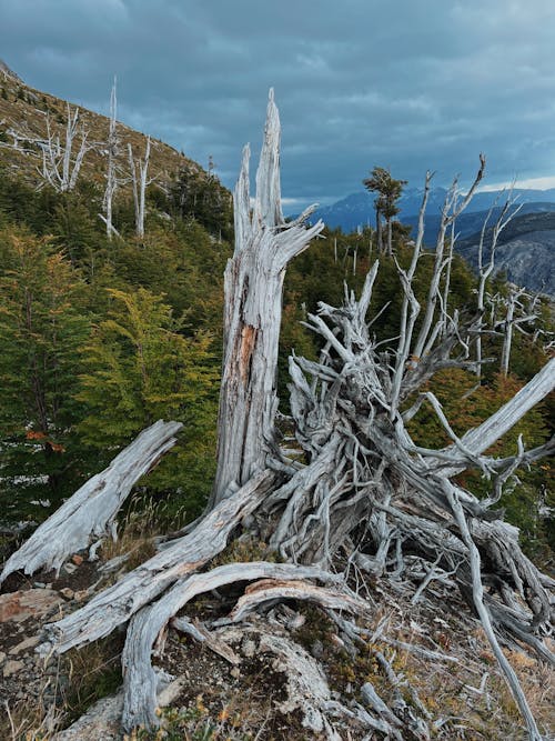 フローラ, 丘, 乾いた木の無料の写真素材