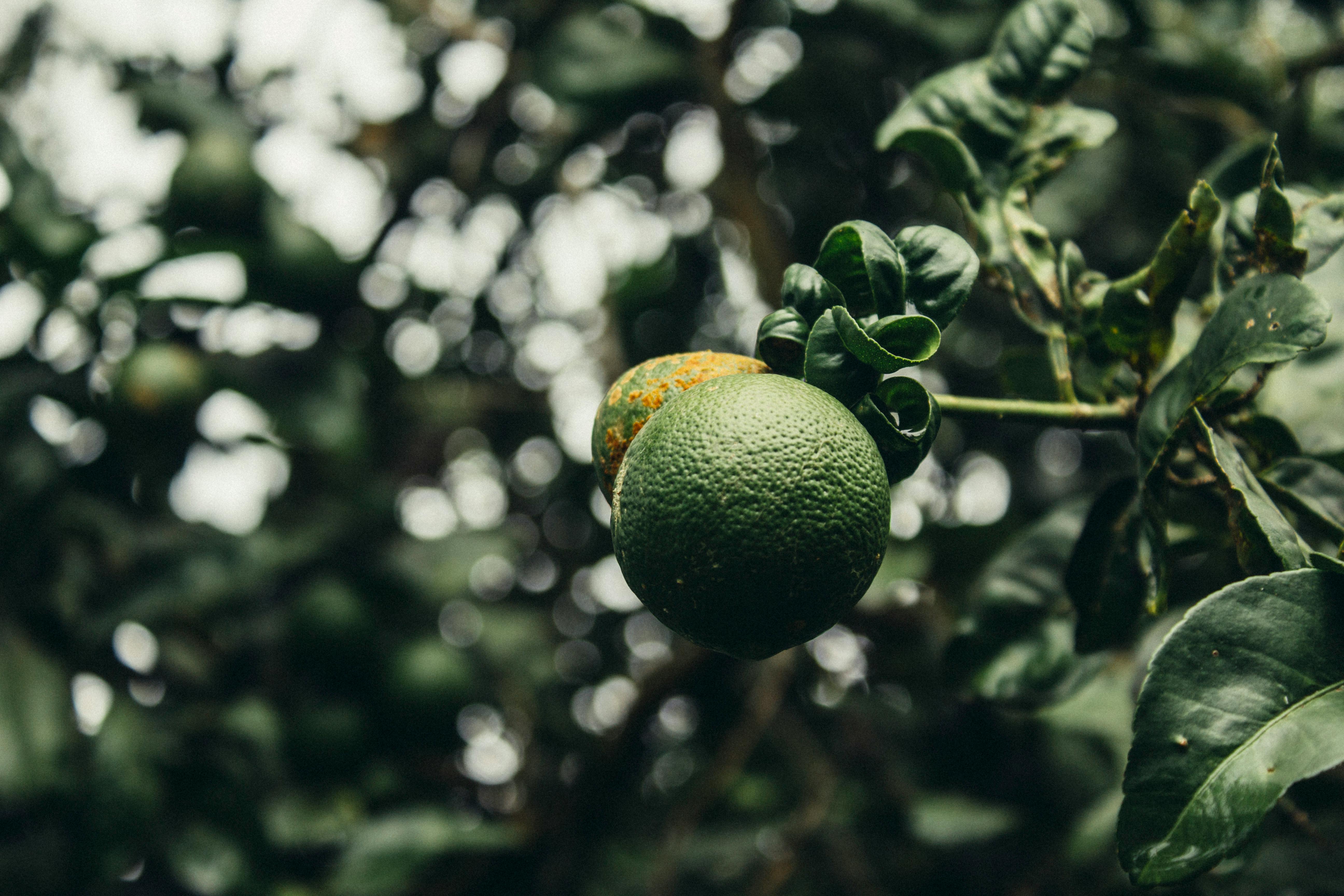 Green, Tropical Fruit in Nature
