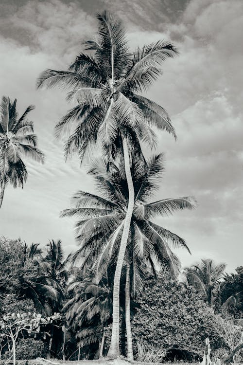 Beach coconut trees