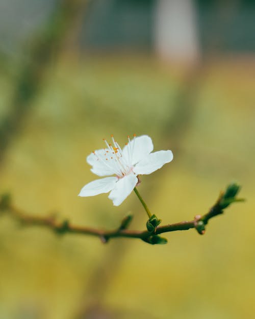 A single white flower on a branch