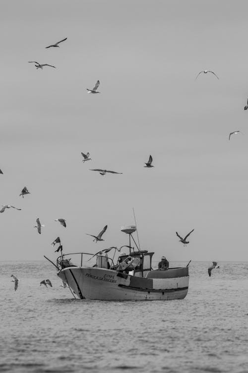 Ilmainen kuvapankkikuva tunnisteilla kalastus, lentäminen, Linnut