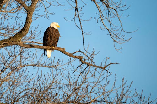 Fotos de stock gratuitas de Águila calva, ave de rapiña, fauna