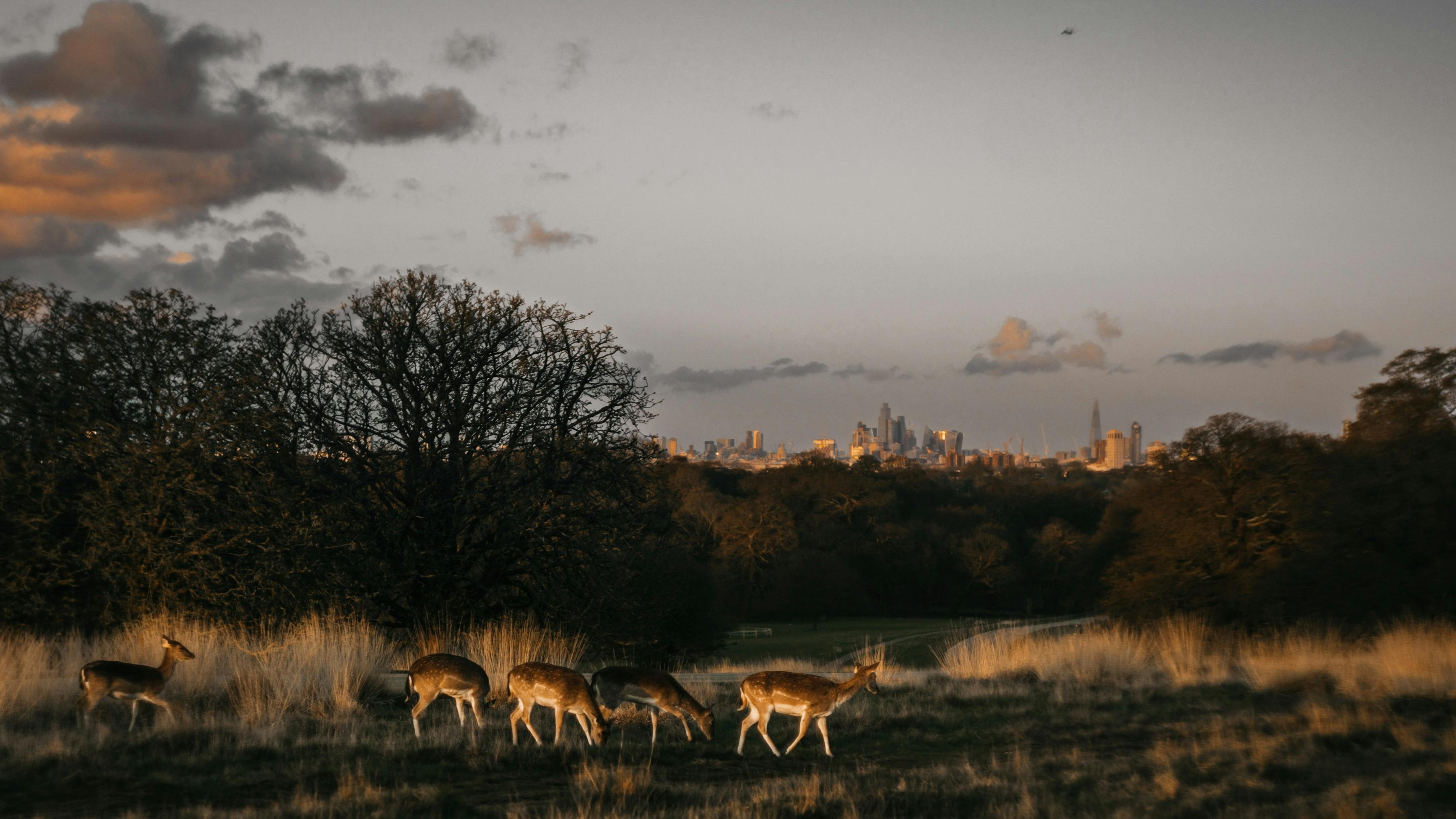 Group of deer grazing in Richmond Park with London skyline at sunset.