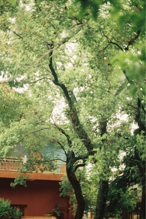 Kostenloses Stock Foto zu ast, baum, beratung