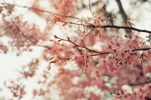 Foto stok gratis berkembang, bunga sakura, bunga-bunga merah muda