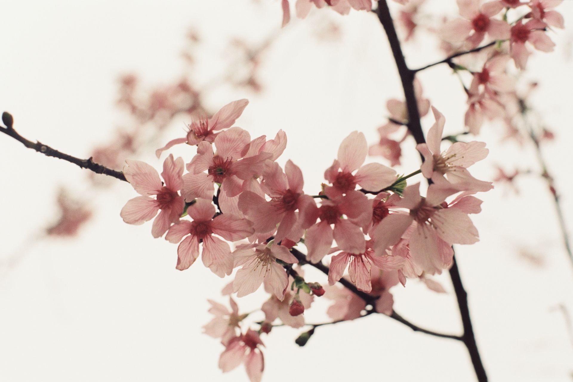Close-up of pink cherry blossoms on branches, capturing the essence of spring.