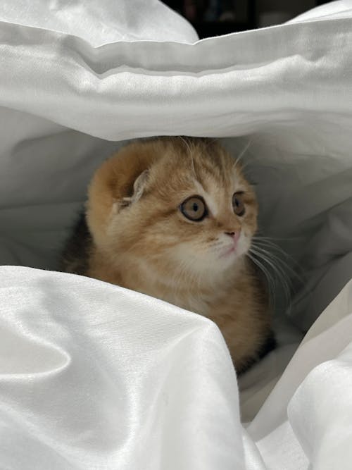 A kitten peeking out from under a white sheet