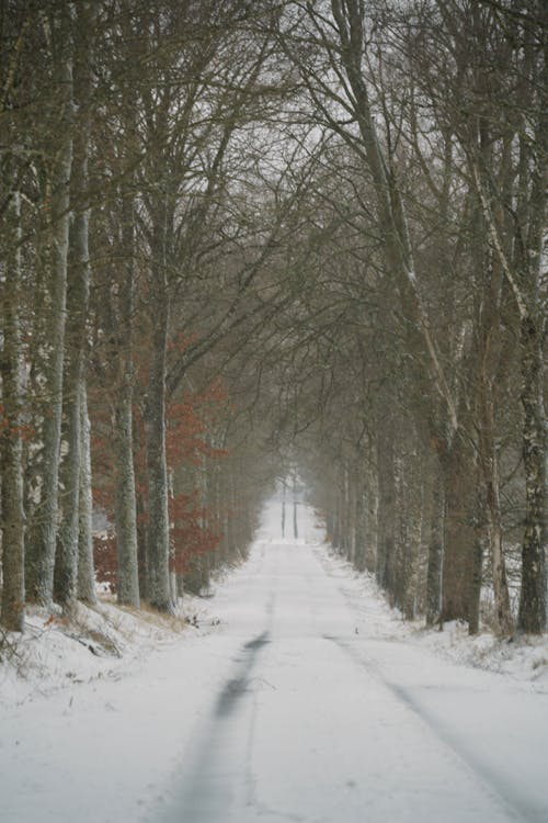 Foto d'estoc gratuïta de bosc, carretera, hivern