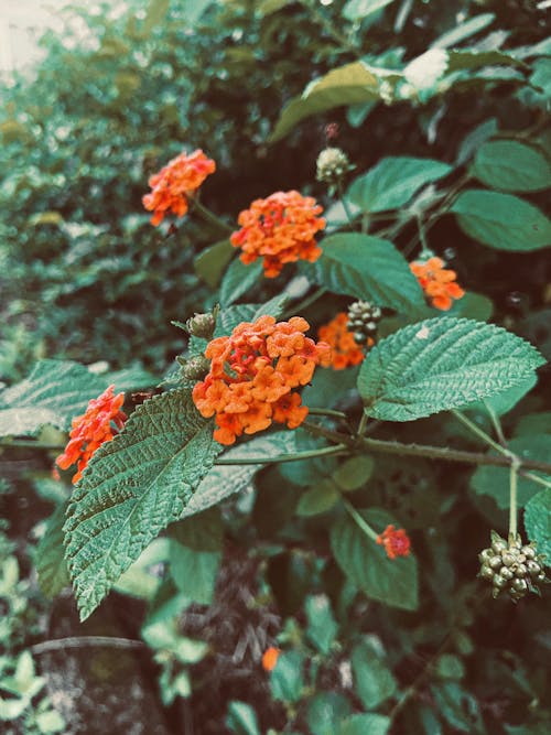 Δωρεάν στοκ φωτογραφιών με lantana camara, άγριο φασκόμηλο, άνθη πορτοκαλιάς