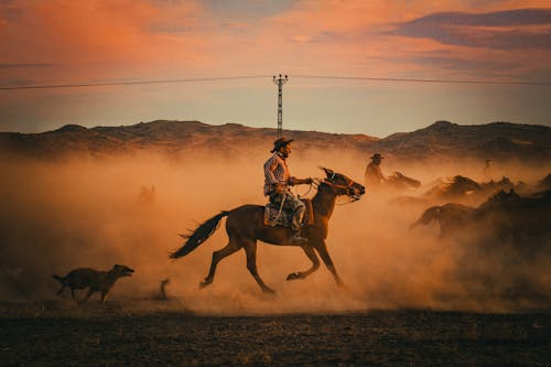 カイセリ, フォトジェニック, 七面鳥の無料の写真素材