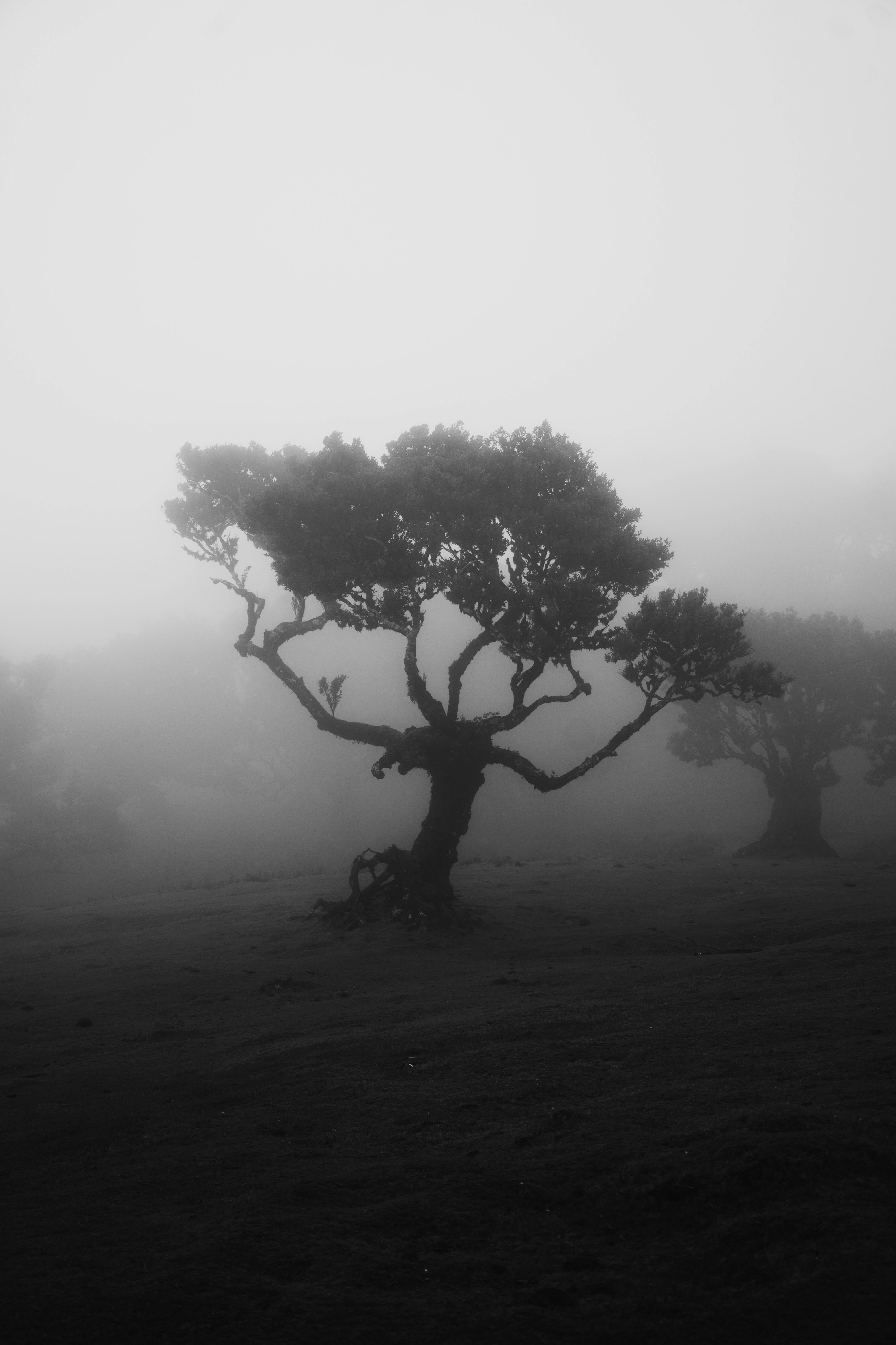 A haunting black and white image of a lone tree enveloped by fog in a rural landscape.