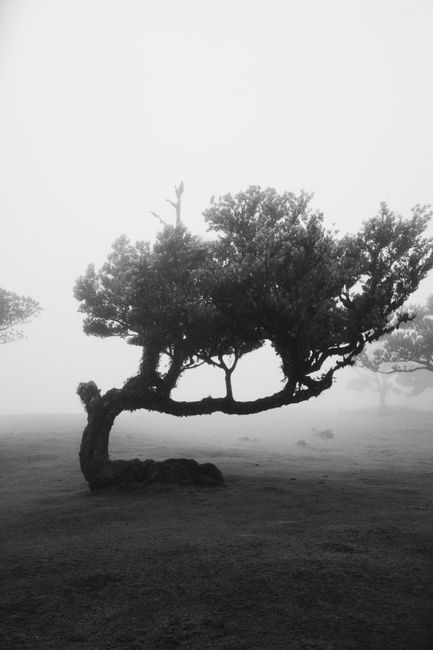 A captivating misty landscape featuring a unique bent tree in black and white.