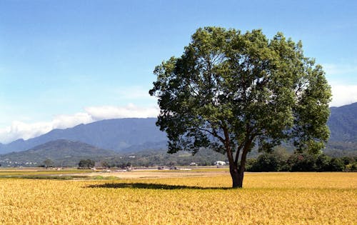 金色田野里的树