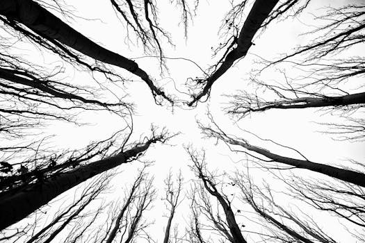 Black and white view of tall, bare trees reaching into the sky in winter.