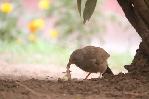 Безкоштовне стокове фото на тему «birds_flying, дика природа, птах»