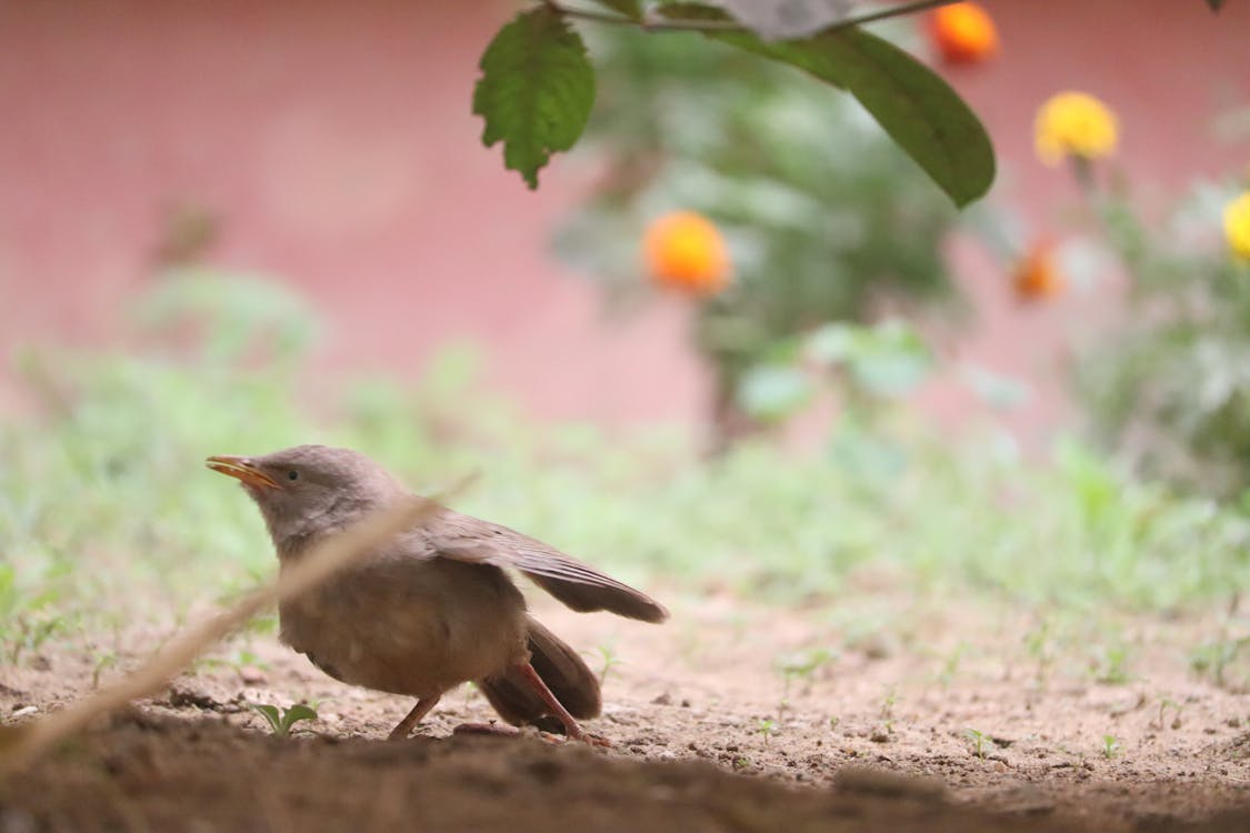 Birds photography 