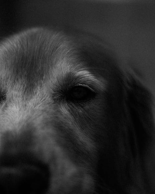 A black and white photo of a dog