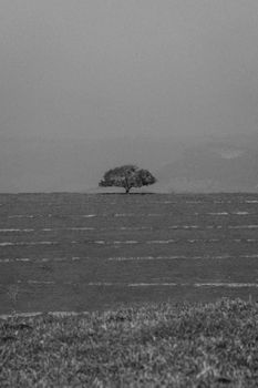A single tree stands alone in a vast rural field under a minimalistic black and white sky.
