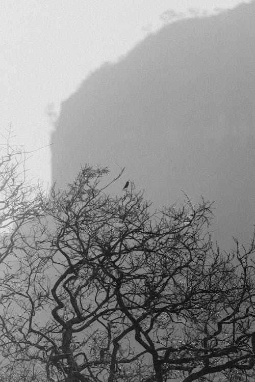 Foto stok gratis bayangan hitam, cabang, grayscale