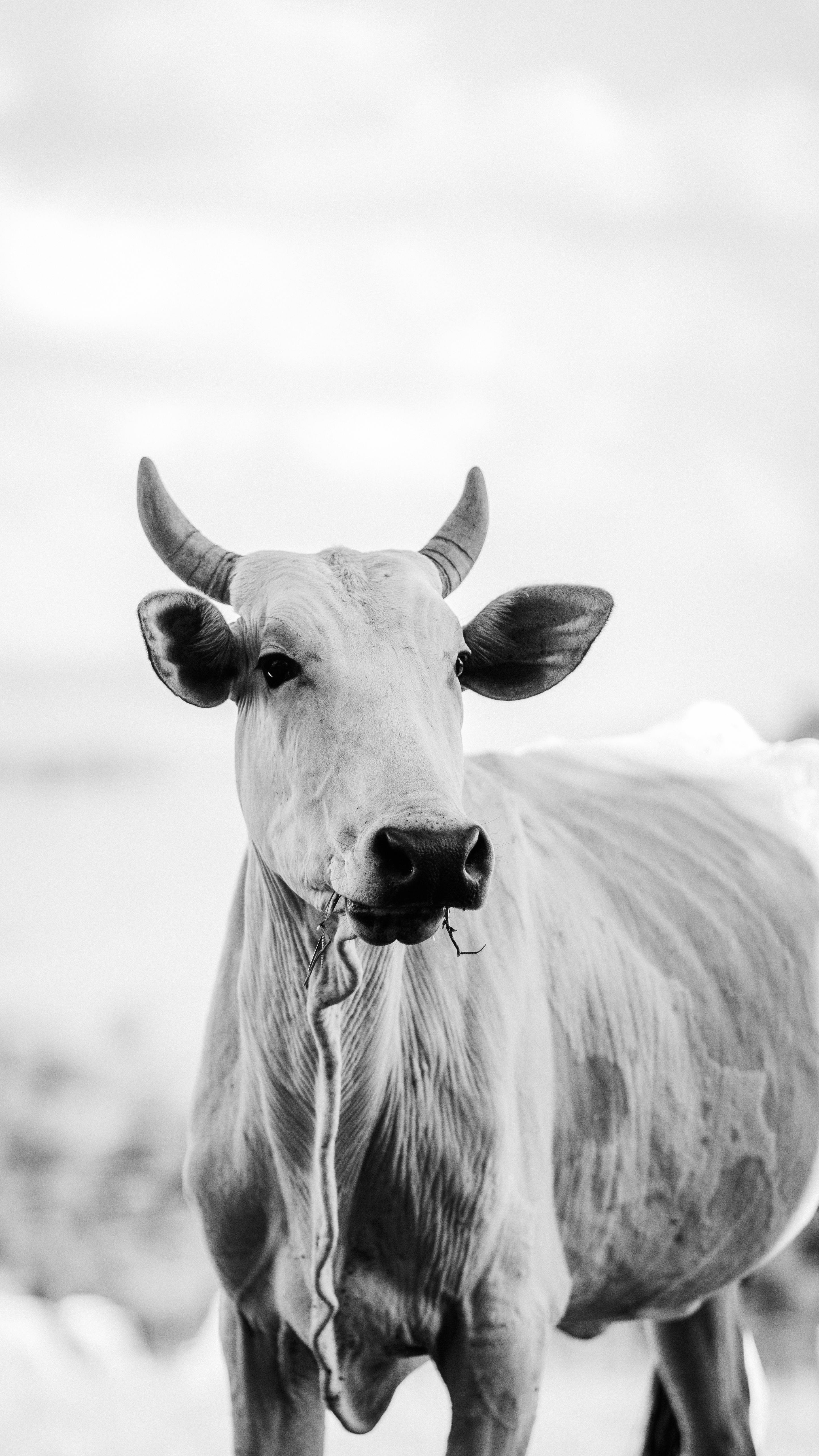 A grayscale image of a horned cow standing outdoors in a rural setting.
