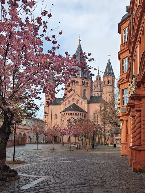 中世紀建築, 大教堂, 櫻花 的 免費圖庫相片