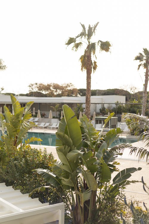 A pool and some palm trees in the background