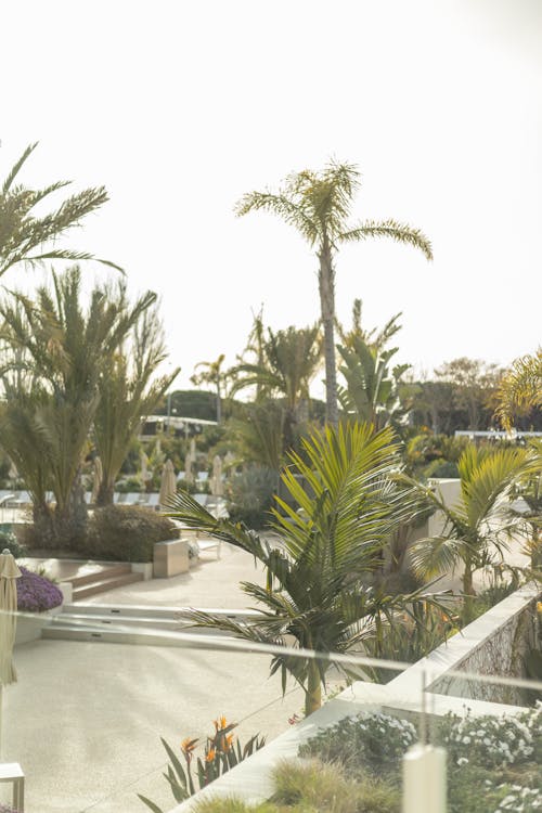 Darmowe zdjęcie z galerii z drzewo palmowe, egzotyczny, hotel