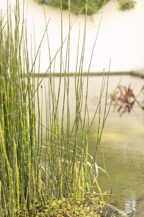 A pond with tall grasses and water