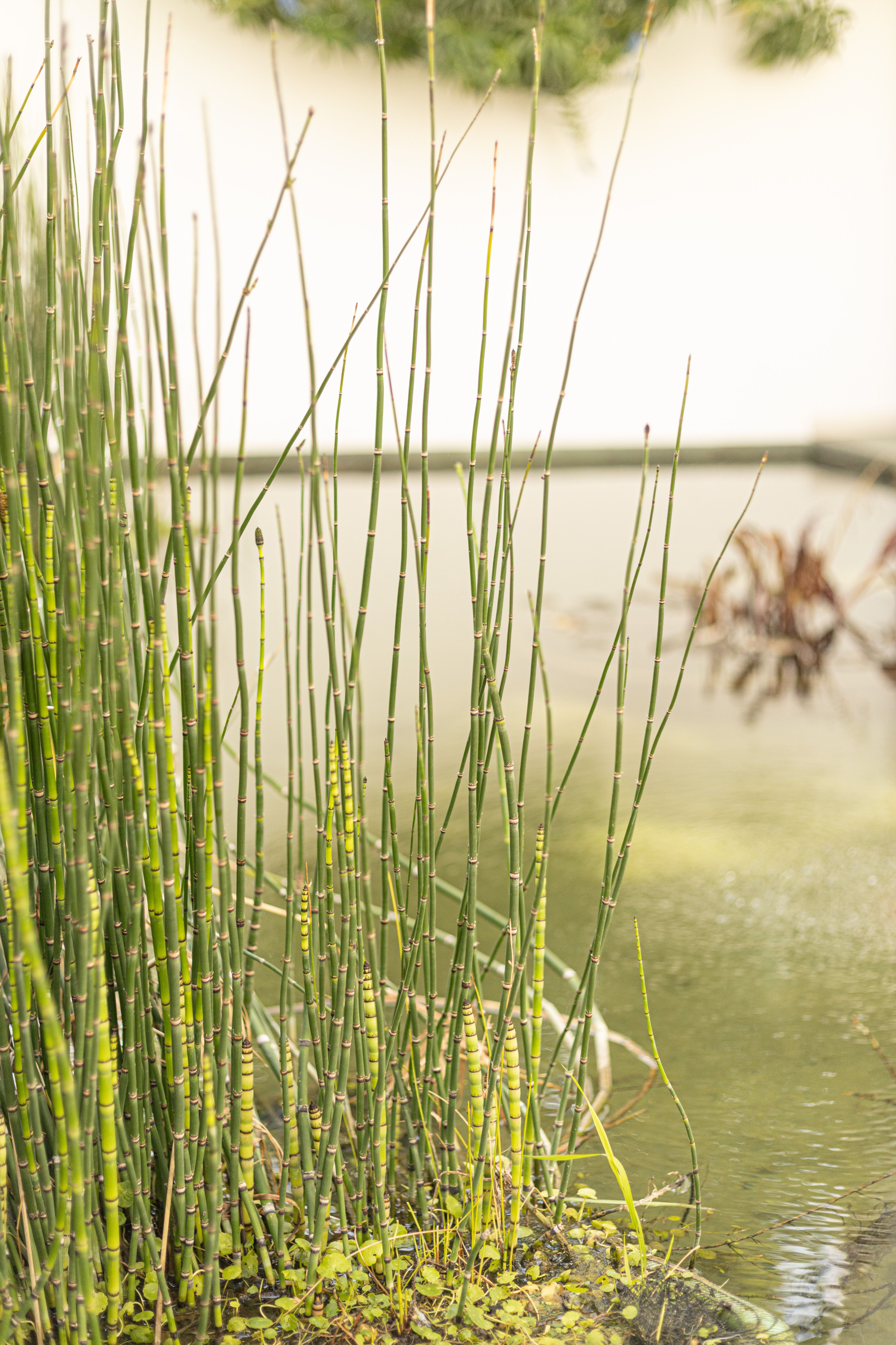 Garden Rushes 23 Garden Plants That Bring Dragonflies Flocking to Your Yard