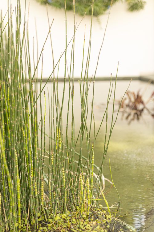 Lake Rushes Rushes on Lakeshore · Free Stock Photo