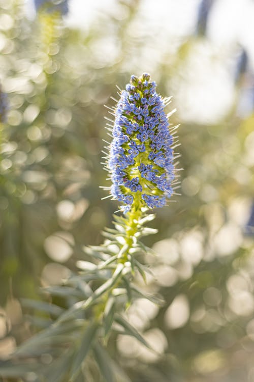 Immagine gratuita di azzurro, fiore, focus selettivo