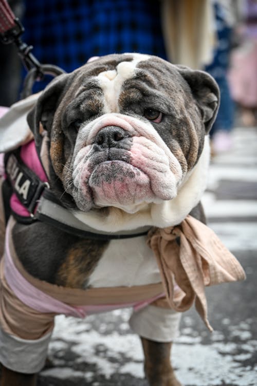 Foto d'estoc gratuïta de bulldog americà, gos, gosset