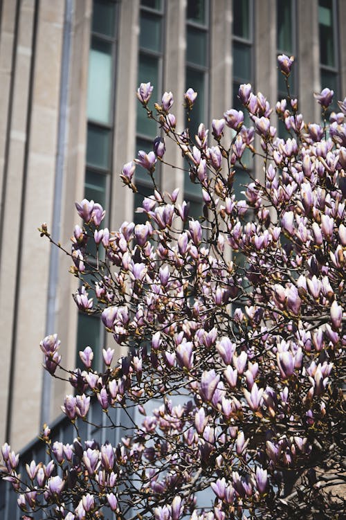 Fotos de stock gratuitas de árbol, cerezos en flor, flor