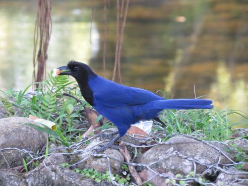 Free Natureza Stock Photo