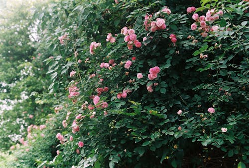 Foto profissional grátis de arbusto, cor-de-rosa, flores