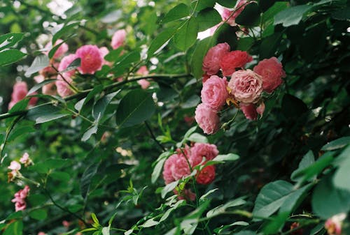 Foto profissional grátis de arbusto, cor-de-rosa, flores