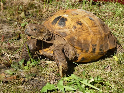 Tortoise in the garden; turtle in the garden